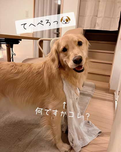 成長したワンコ