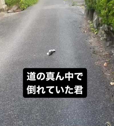 倒れていた子猫