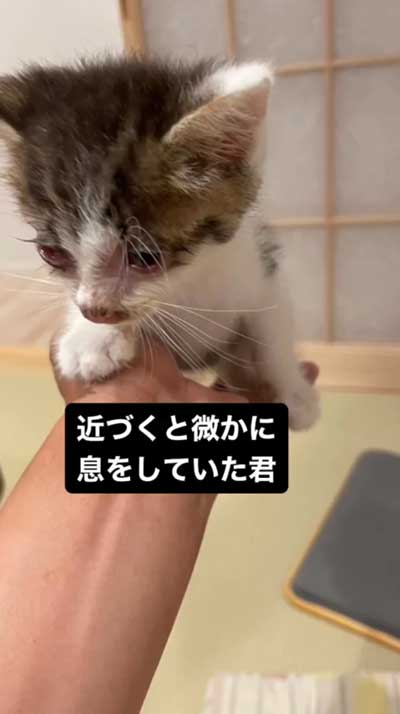 保護当時の子猫