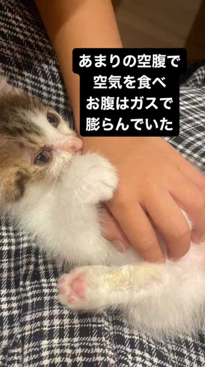 ご飯を食べられなかった子猫