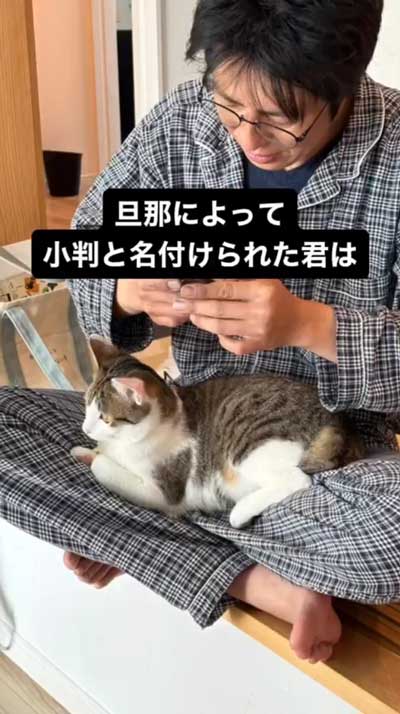 甘える猫