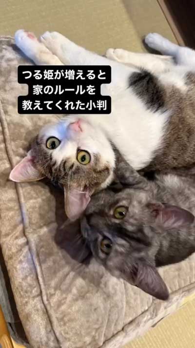 お家のルールを教える猫