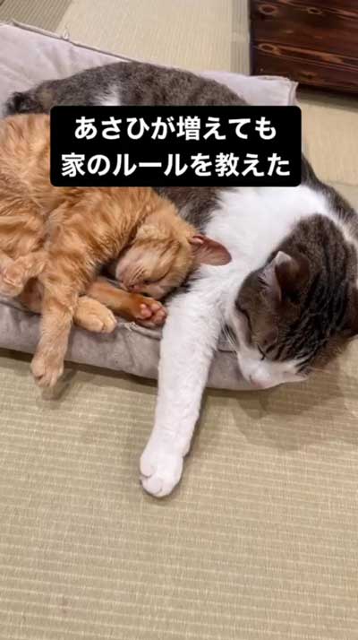 受け入れる猫