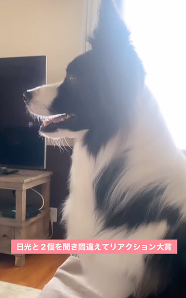 ボーダー