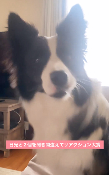 日光と2個を聞き間違えるワンコ