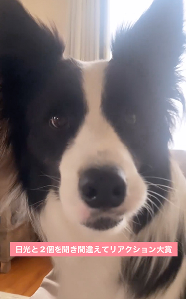 日光と2個を聞き間違えるワンコ