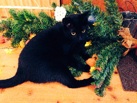 クリスマスツリーと猫