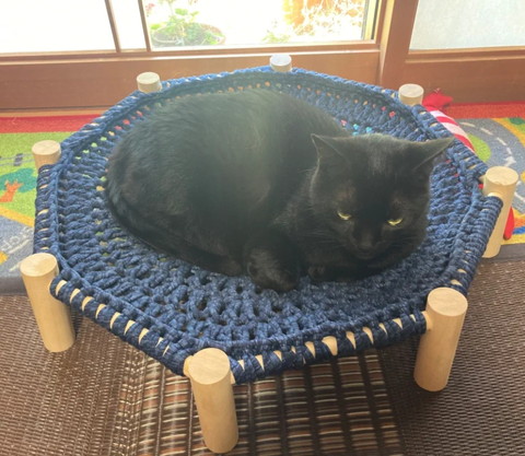 ハンモックに乗る猫