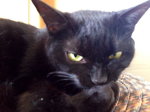 前足なめてる猫