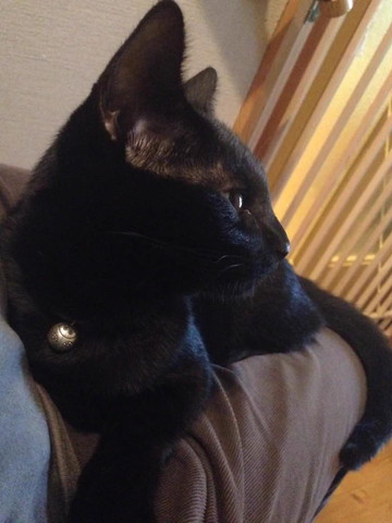 飼い主のヒザに乗る猫横顔