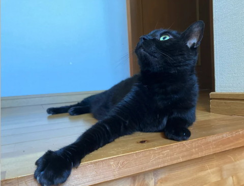 上見てる猫横顔