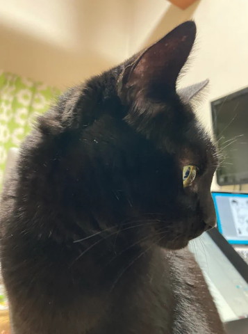 背景にテレビ黒猫横顔