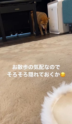 舌出して下向いてるワンコ