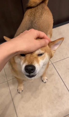 なでられてるワンコ