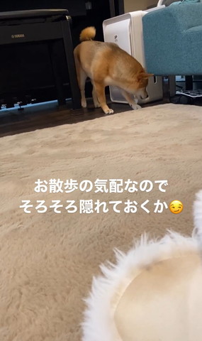 ソファに下を見るワンコ