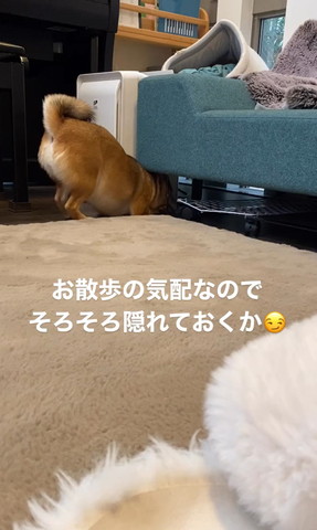 ソファに下に頭いれるワンコ