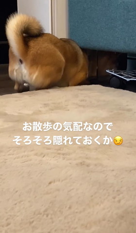ソファに下に頭いれてお尻あげてるワンコ