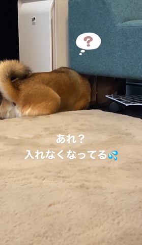 ハテナテロップ