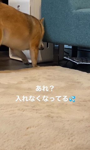 ソファの下のぞくワンコアップ