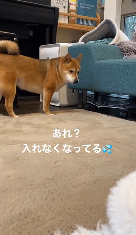 ソファの前で立ち尽くすワンコ