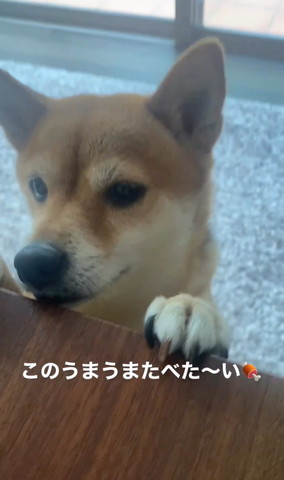 テーブルに前足のせてるワンコ