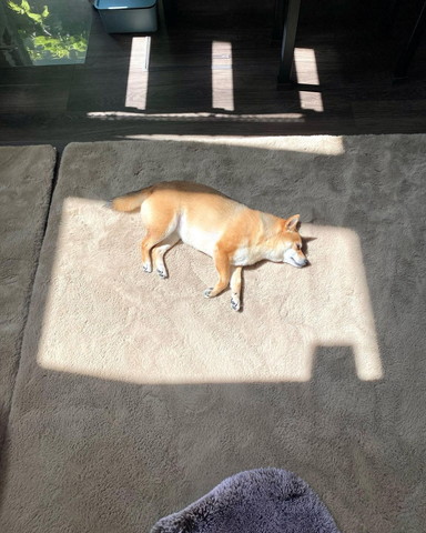 日向で寝るワンコ