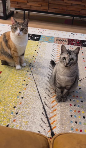 お座りして飼い主を見る2匹