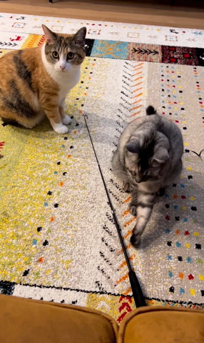 おもちゃをさわろうとする猫