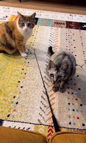 上目遣いする猫ちゃん