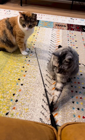 左前足でおもちゃにさわる猫ちゃん