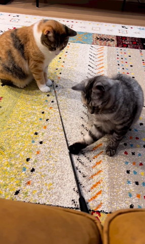 肉球を上にしておもちゃさわる猫ちゃん