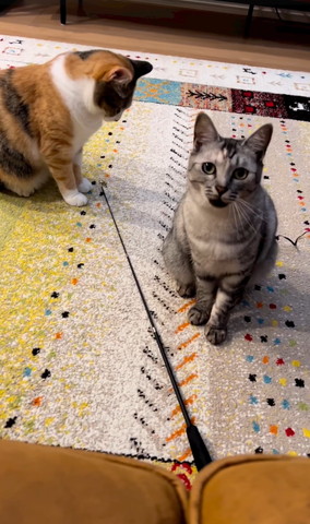 おもちゃ見る猫と鳴いてる猫