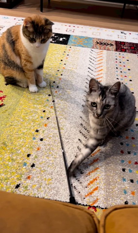 おもちゃに手を添えて飼い主見る猫