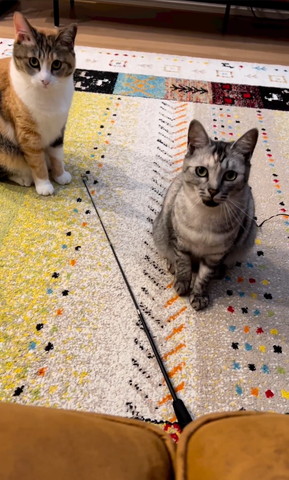 飼い主を見ておしゃべりする猫