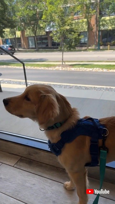 見つめるワンコ