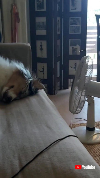 扇風機ですずむワンコ