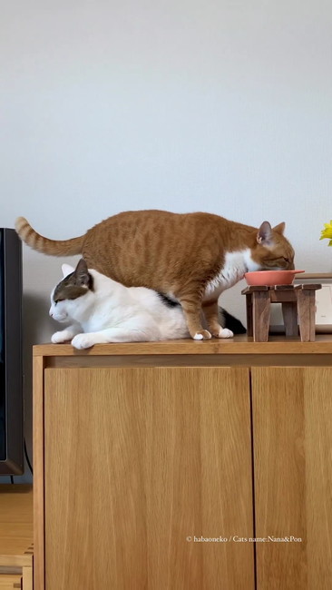 ごはん食べるナナ