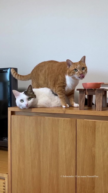 お弁当ついてる