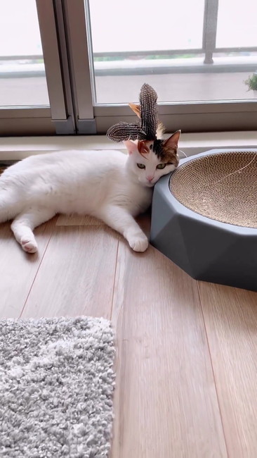 無表情なポンちゃん