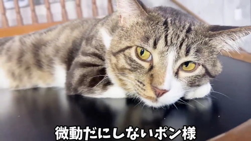 微動だにしない