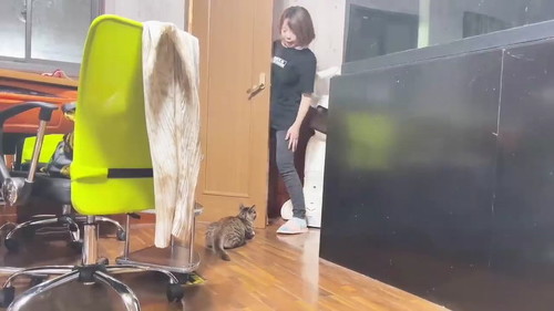 ついて歩く猫