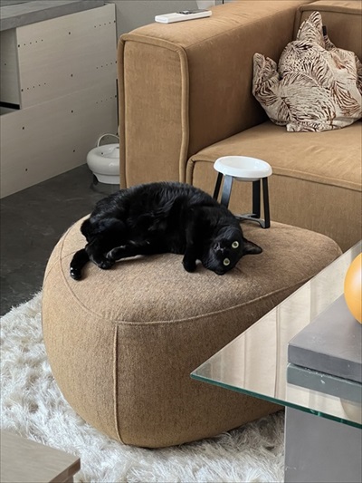 食後3分で絶望の表情を見せる猫