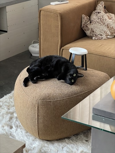 食後3分で絶望の表情を見せる猫