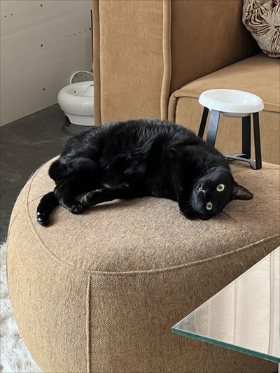 食後3分で絶望の表情を見せる猫