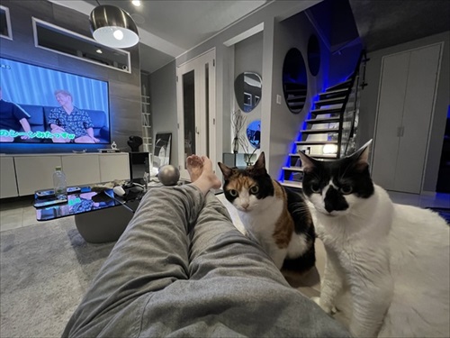 食後3分で絶望の表情を見せる猫