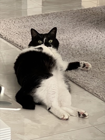 食後3分で絶望の表情を見せる猫