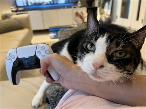 食後3分で絶望の表情を見せる猫