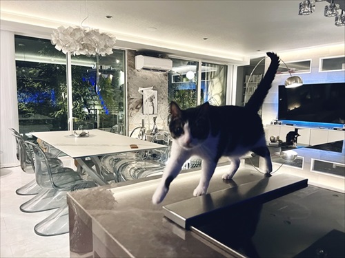 食後3分で絶望の表情を見せる猫