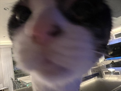 食後3分で絶望の表情を見せる猫