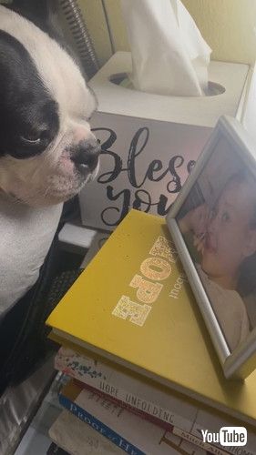 亡き飼い主を見るワンコ